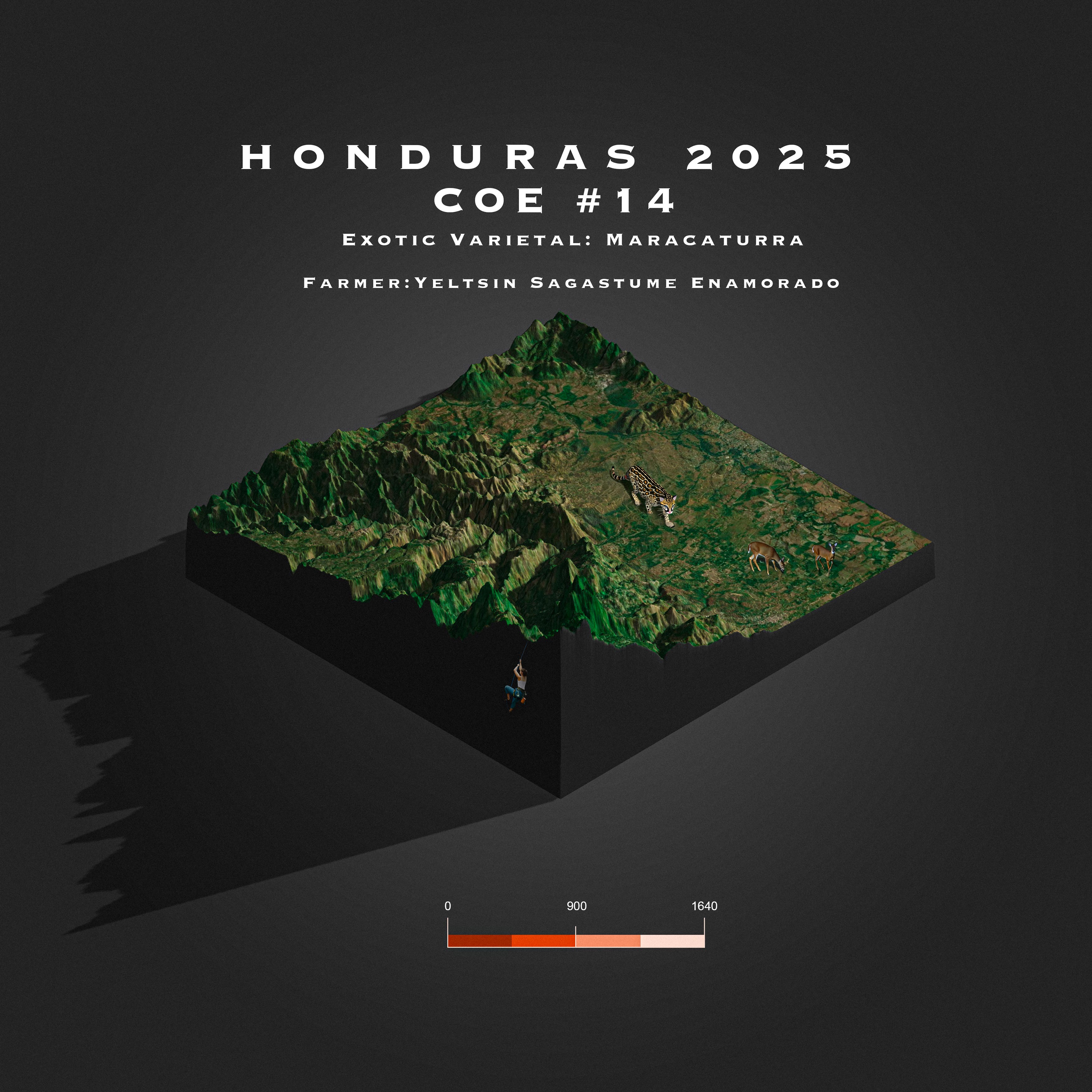 2025 Honduras COE # 14 | La Pila | Maracaturra | Natural packshot