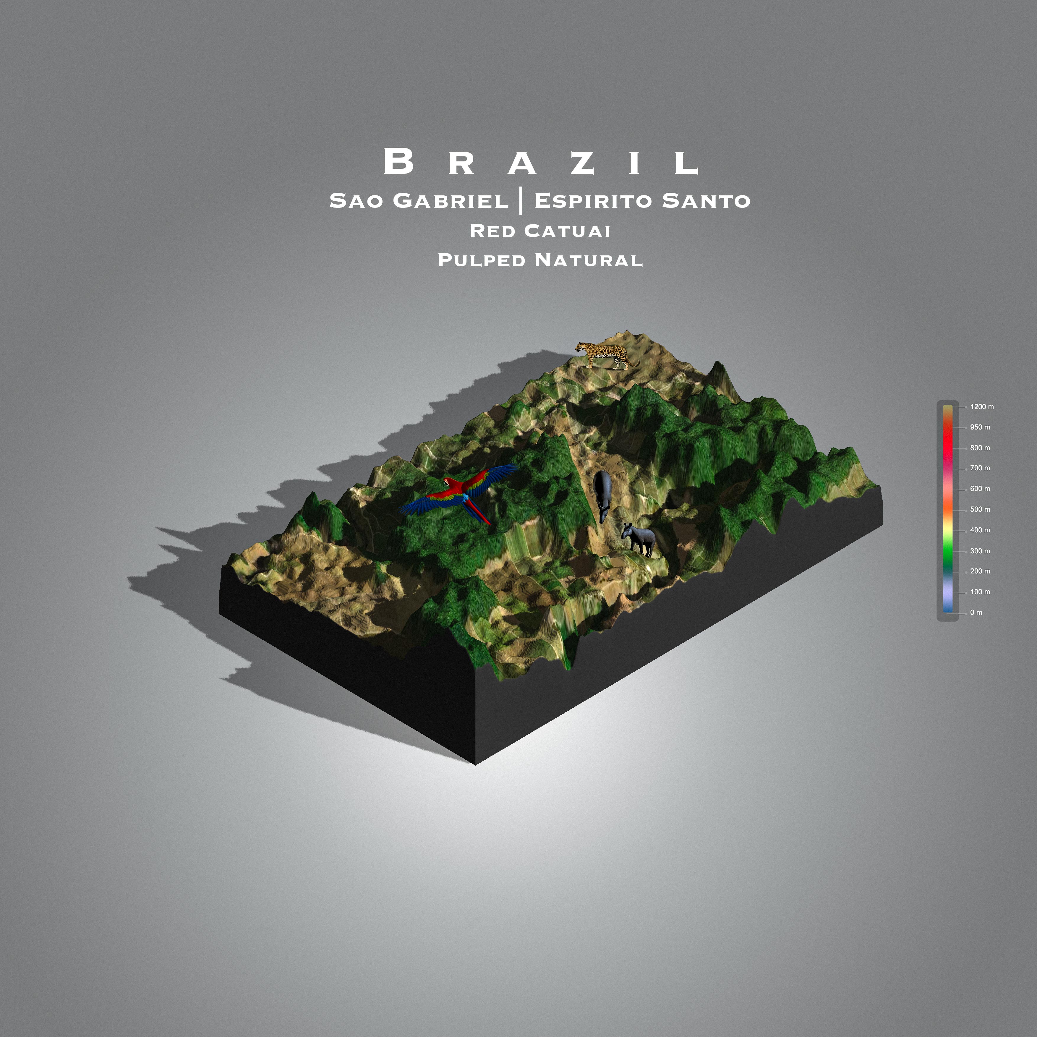 Brazil Sao Gabriel| Espírito Santo (Single Origin Filter)