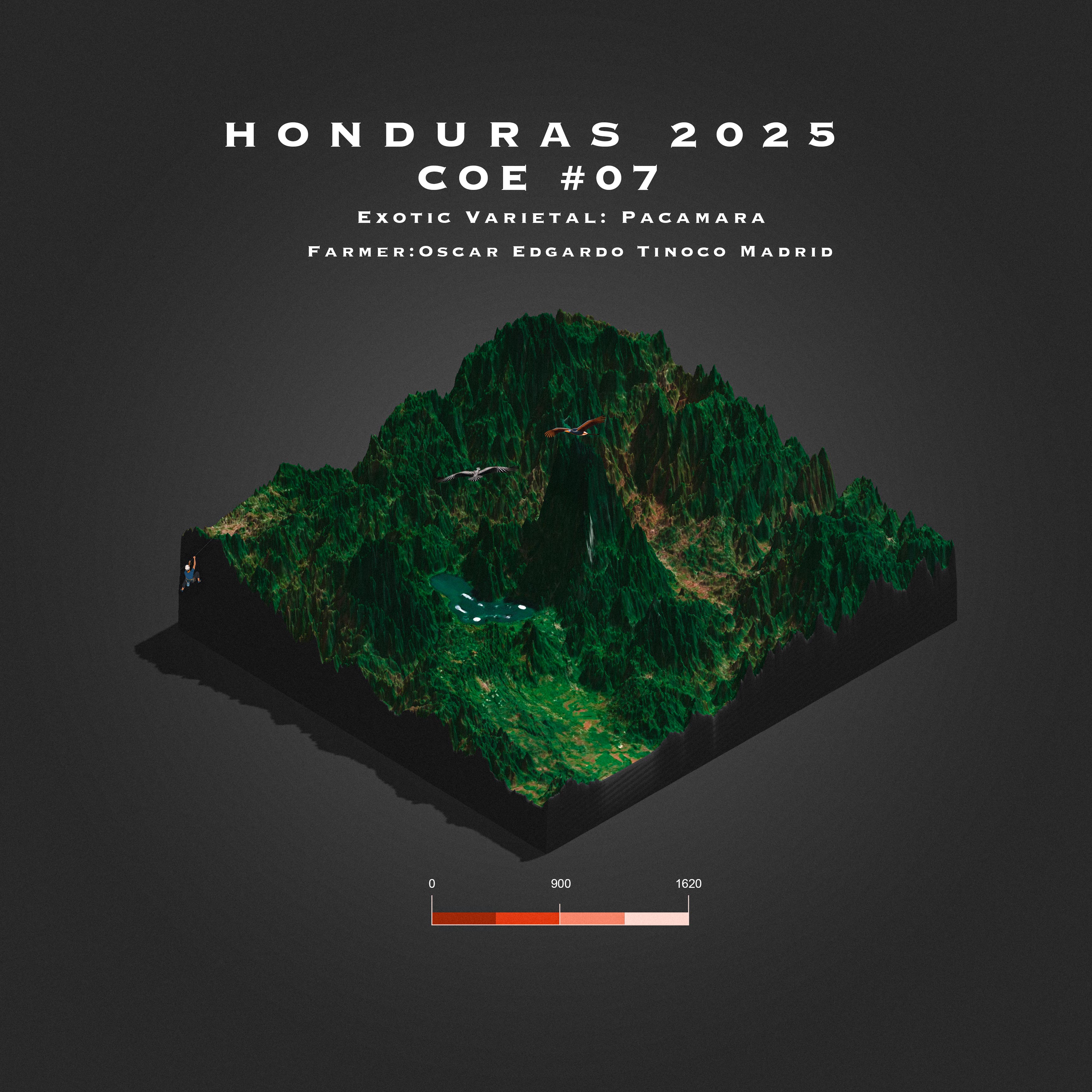 2025 Honduras COE # 7 | La Leona | Pacamara | Natural packshot