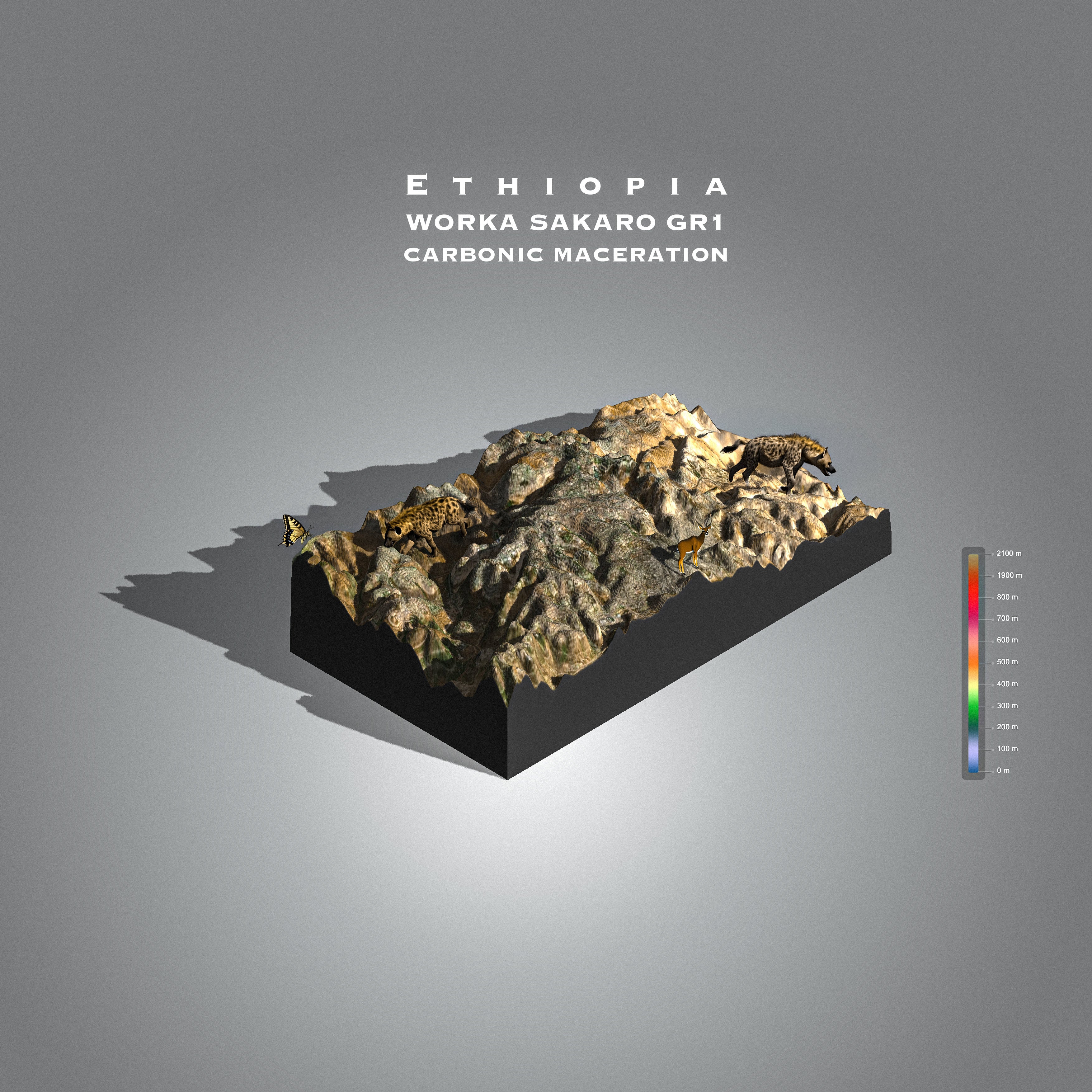 Ethiopia Worka Sakaro Gr 1 | Yirgacheffee Carbonic Maceration (Single Origin Filter)