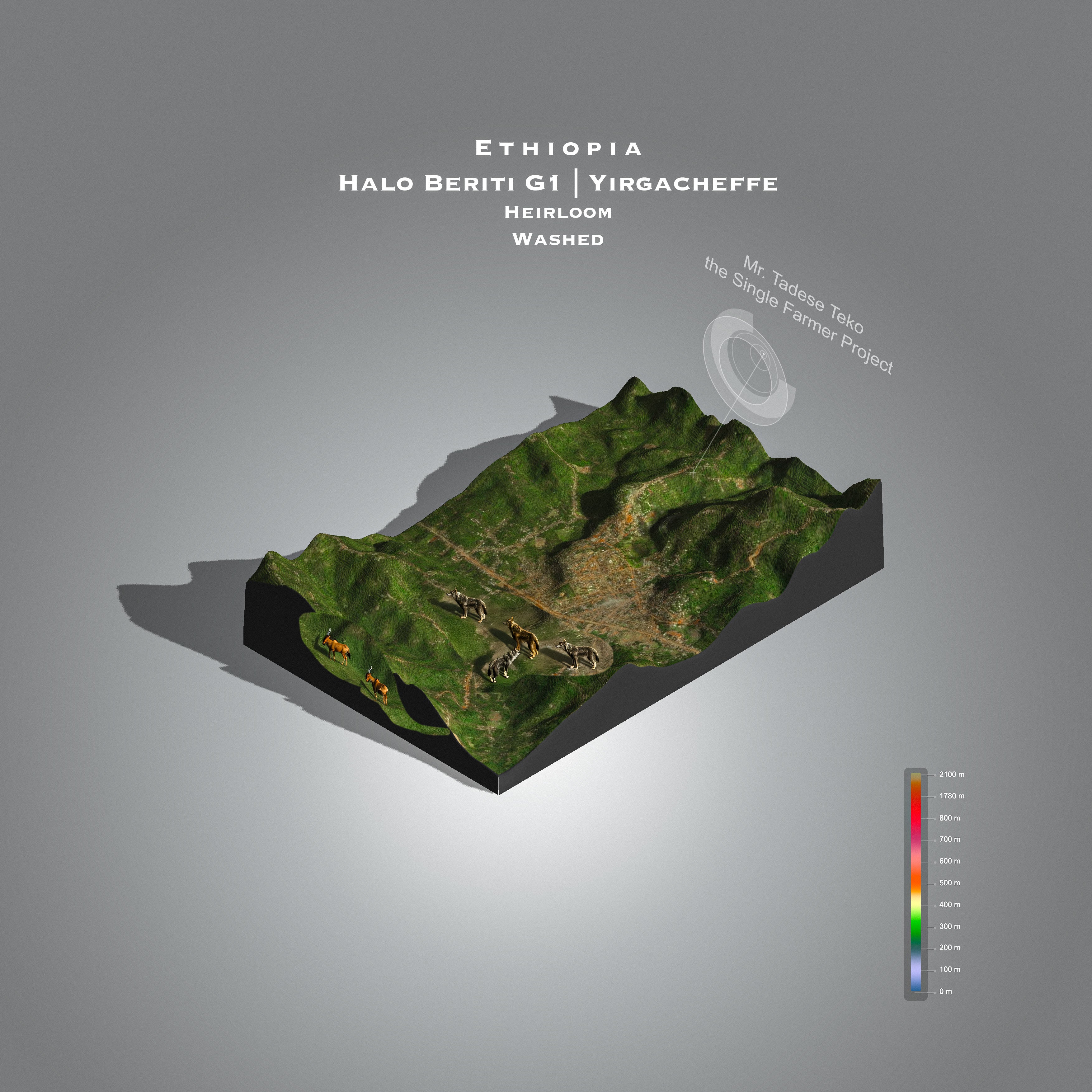 Ethiopia Halo Beriti Washed G1 | Yirgacheffee | Single Farmer Project (Single Origin Filter)