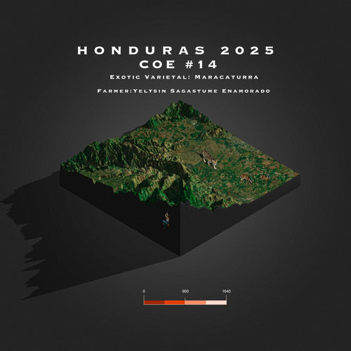 2025 Honduras COE # 14 |  La Pila | Maracaturra | Natural