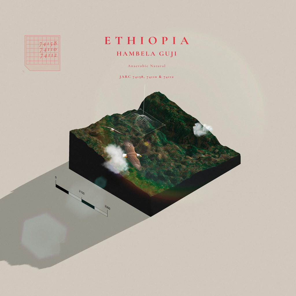 Ethiopia Hambela Anaerobic Natural | Guji | (Single Origin Filter)