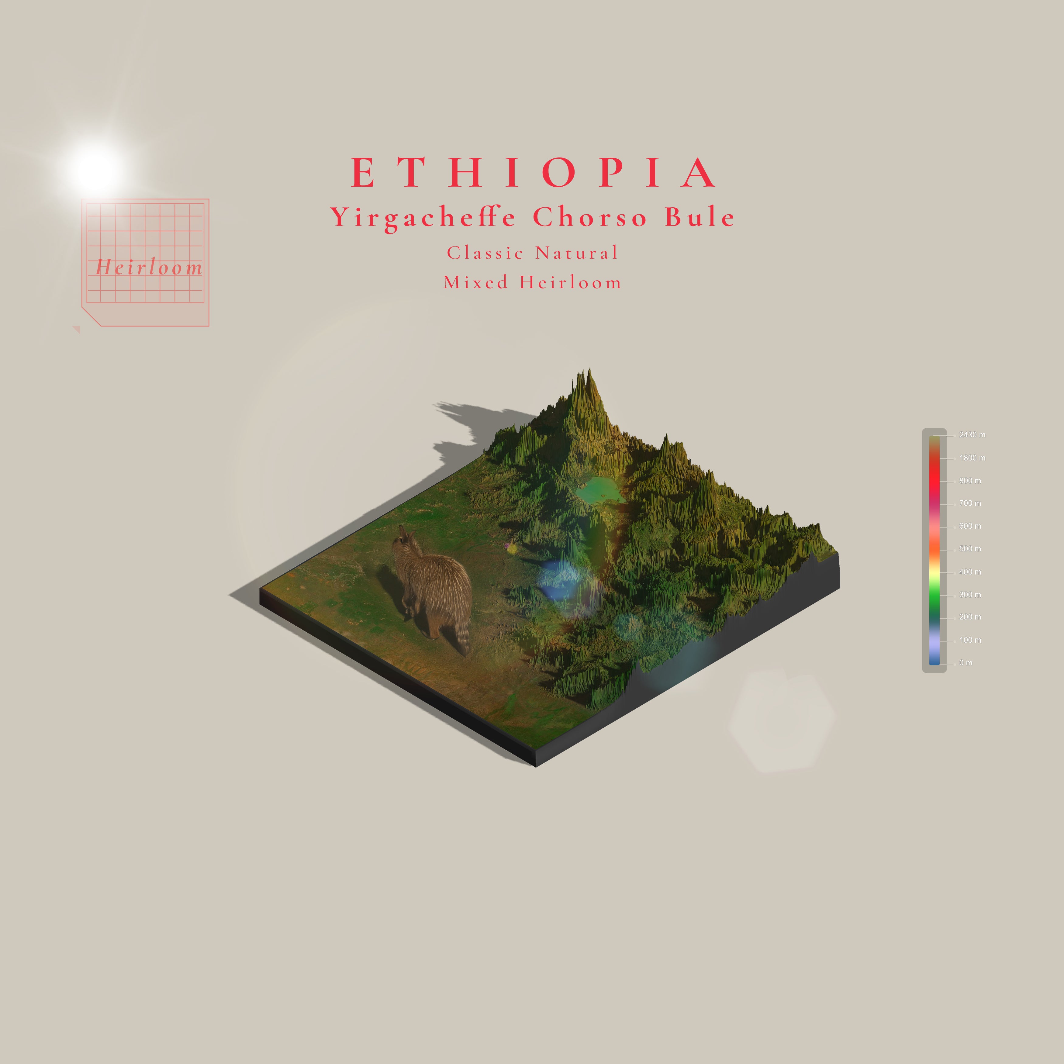 Ethiopia Chorso Bule Classic Natural | Yirgacheffee | (Single Origin Filter)