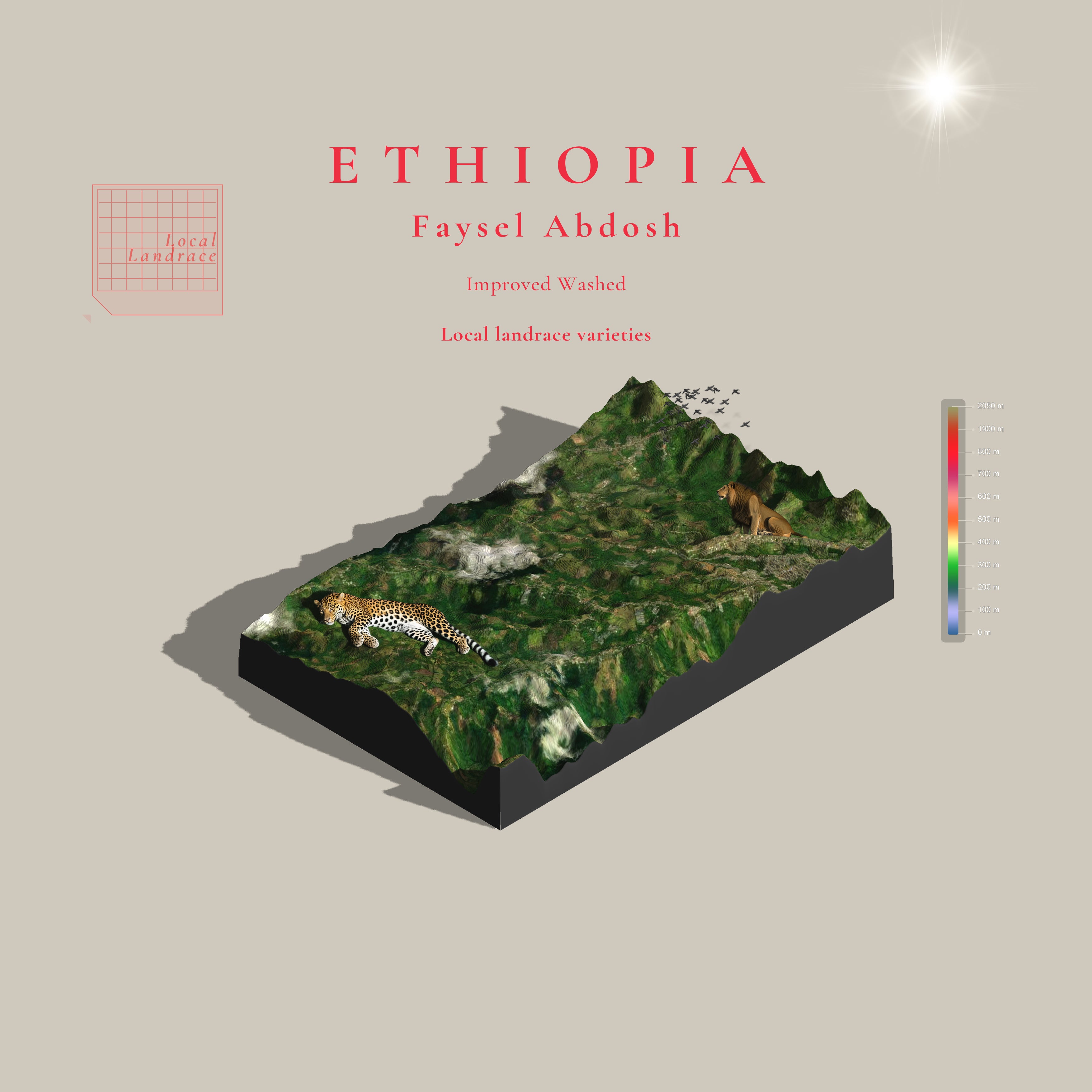 Ethiopia Faysel Abdosh Washed | Hambella Sidama (Single Origin Filter)