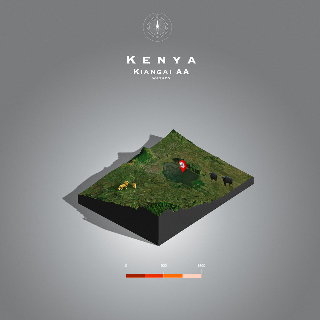 Kenya Kiangai AA Washed (Single Origin Filter)