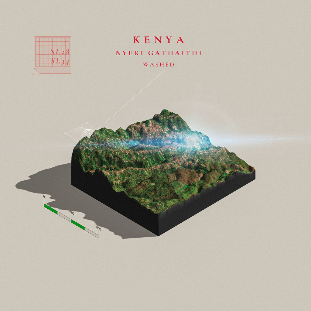 Kenya Gathaithi AA (Single Origin Filter)