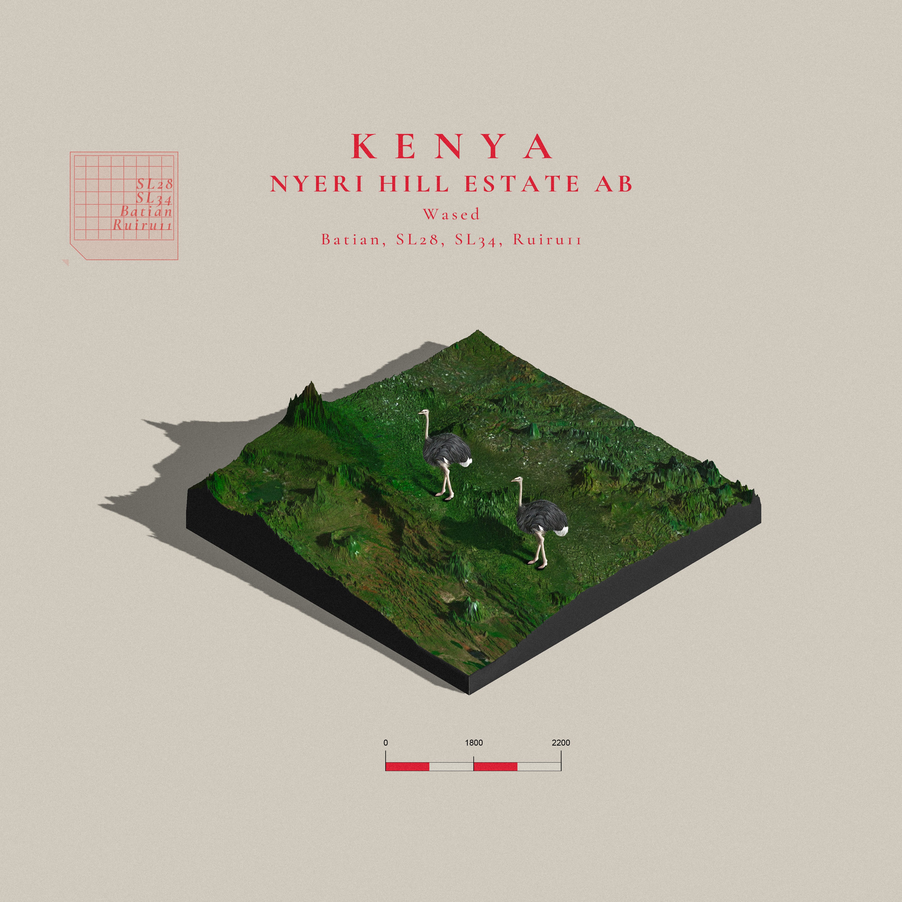 Kenya Nyeri Hill AB (Single Origin Filter)