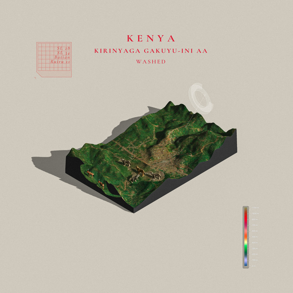 Kenya Gakuyu-ini AA (Single Origin Filter)