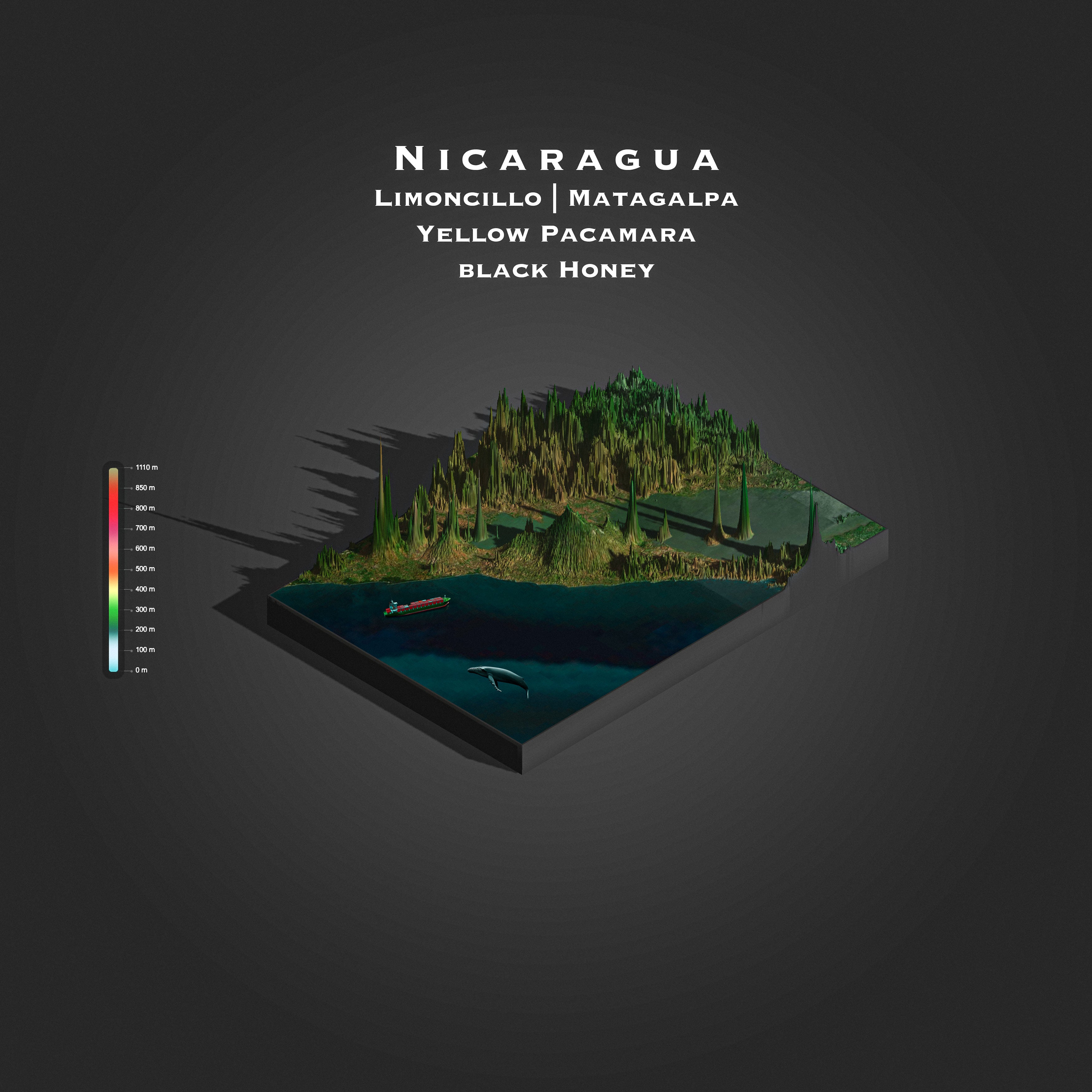 Nicaragua Limoncillo Matagalpa | Black honey | Yellow Pacamara